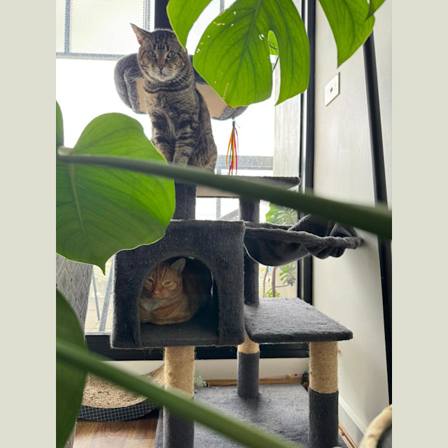 Photo of Kimchi & Bruno