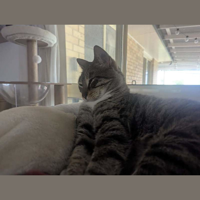 Photo of Pepper