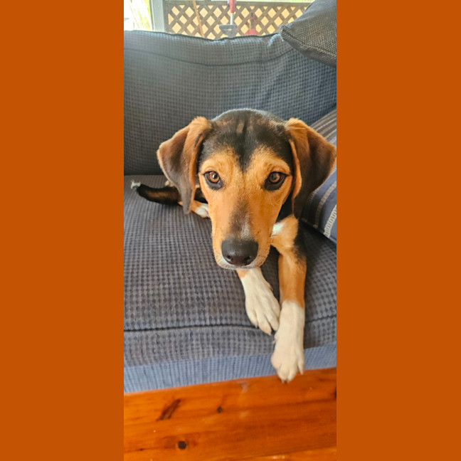 Photo of Benny   10 Month Old Beagle X Kelpie