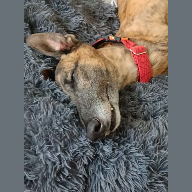 Photo of Dusty, The Greyhound