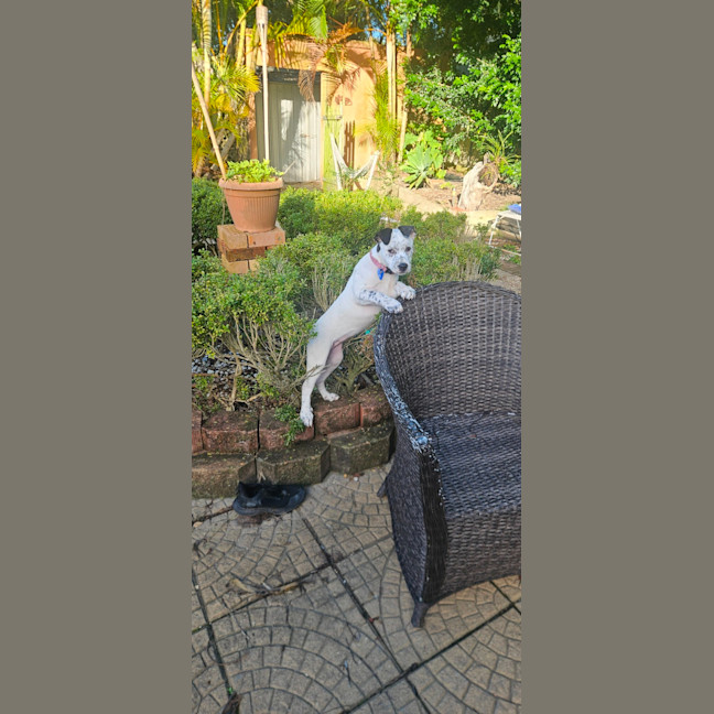 Photo of Sylvia    4 Month Old Cattle Dog