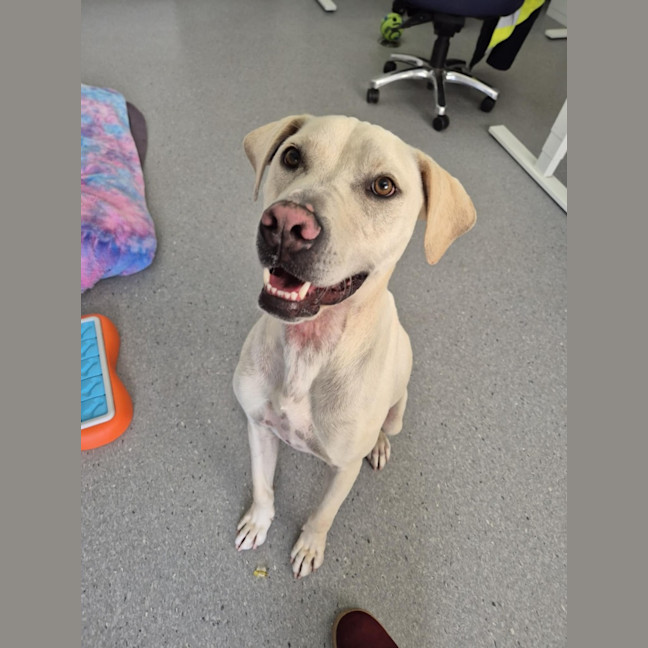 Photo of Ranger! ☮️🕊