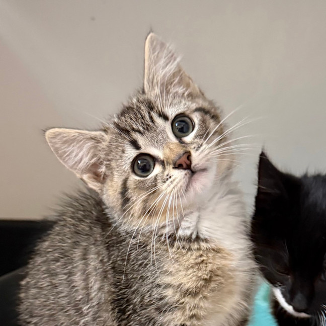 Photo of Dixie
