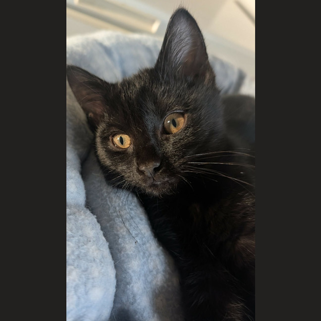 Photo of Mercury