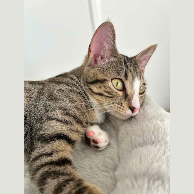 Photo of Donner *9 Lives Project Rescue*