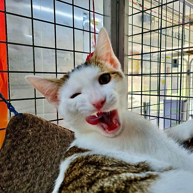 Photo of Mochi