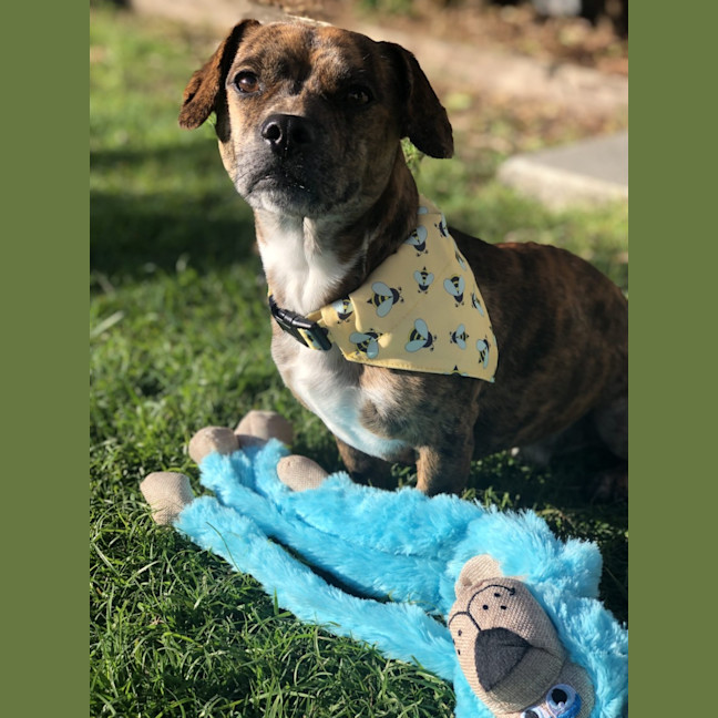 Photo of Bear