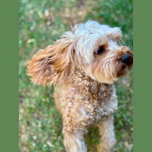 Photo of Sunny