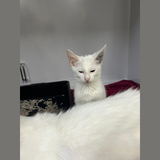 Photo of Chair *Adoption Pending*