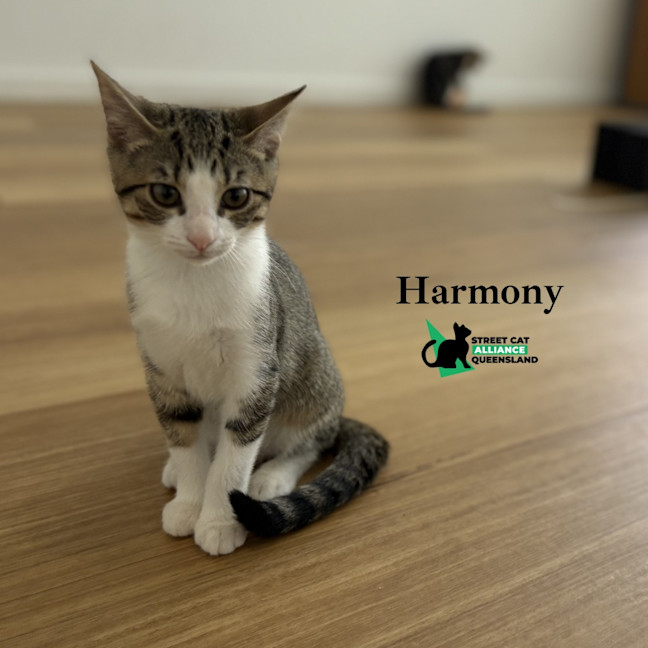 Photo of Harmony