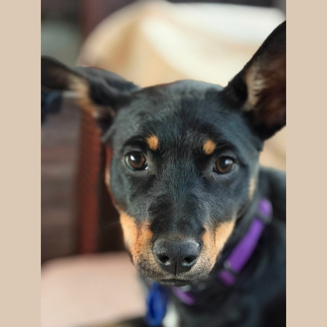 Photo of Kylo   15 Week Old Kelpie