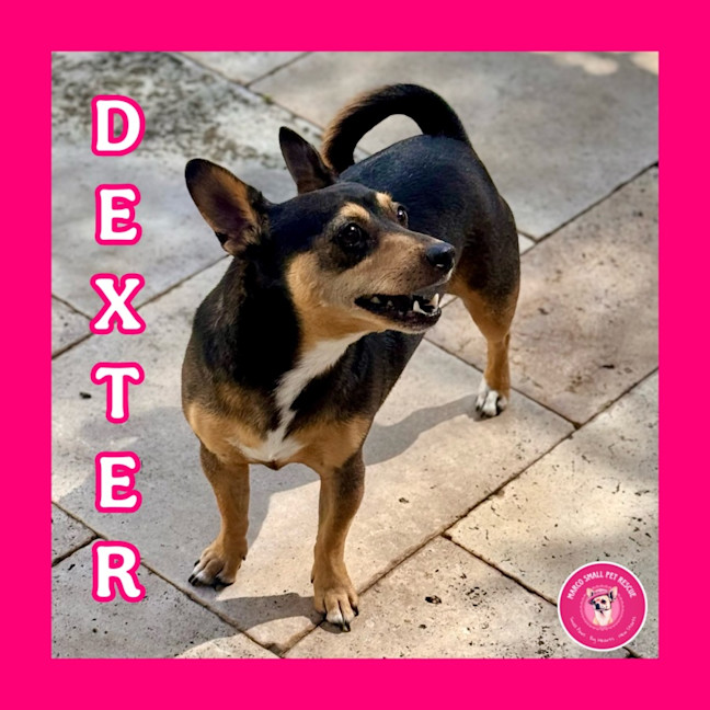 Photo of Young Dexter 