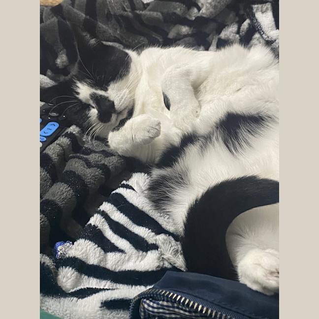 Photo of Smudge