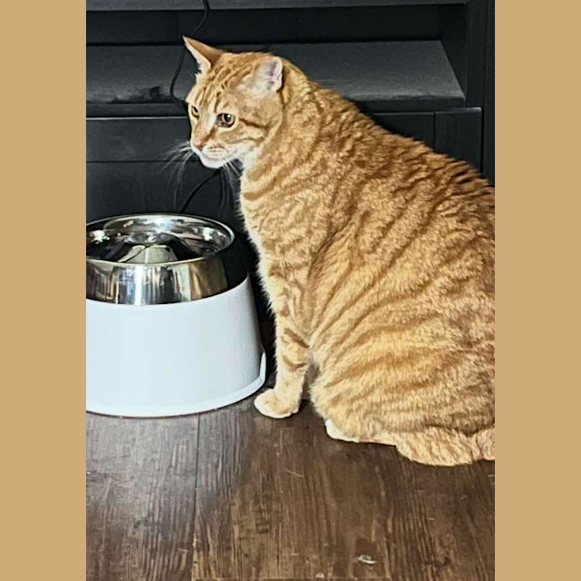 Photo of Cosmos/Garfield 