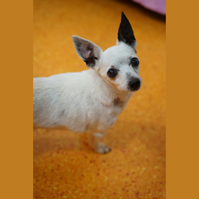 Photo of Tilly