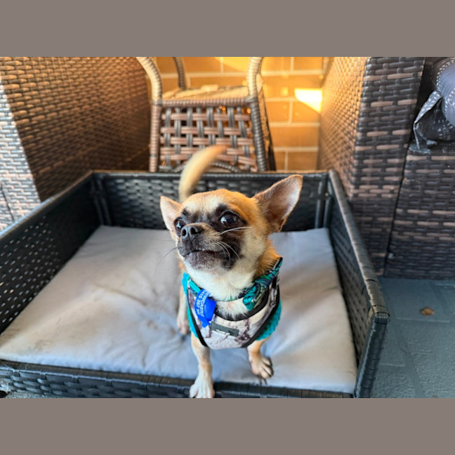 Photo of Ardie   1.5 Year Old Chihuahua