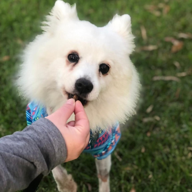 Photo of Piper