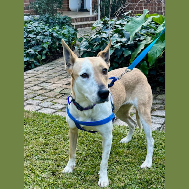 Photo of Heidi   3 Year Old Kelpie X