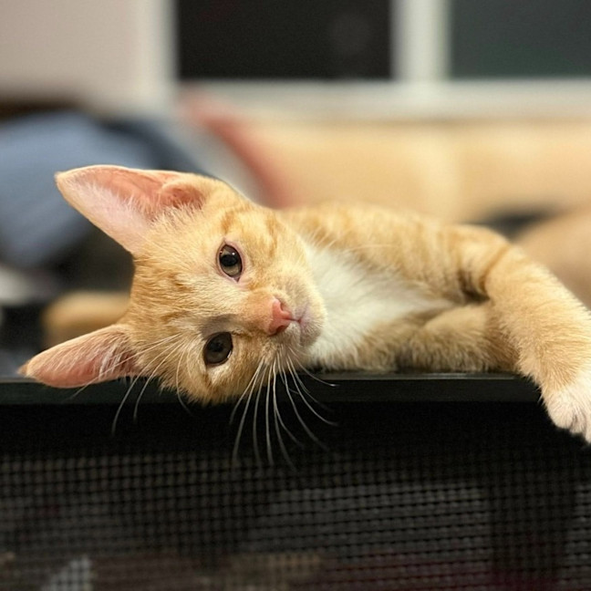 Photo of Tommy