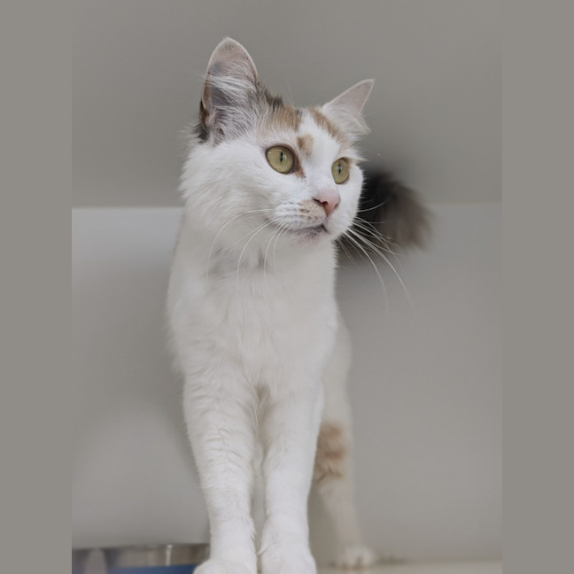 Photo of 🍹 Mimosa 5729 🍹