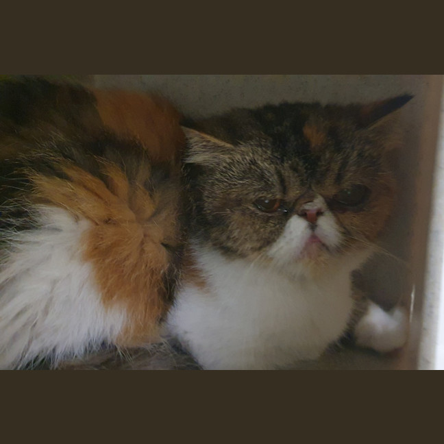 Photo of Madam Rosey