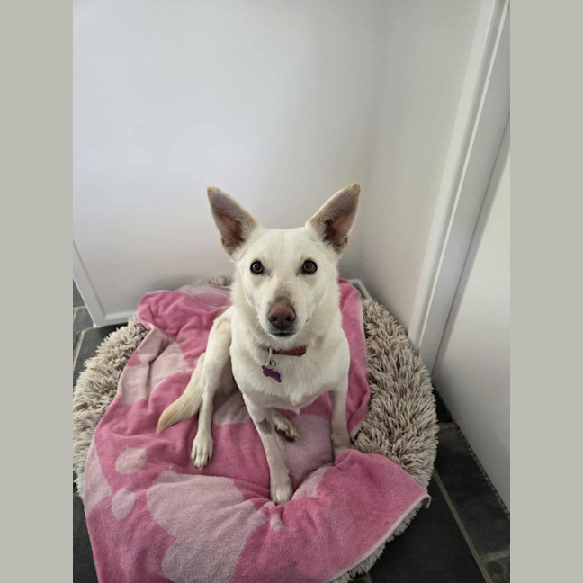 Photo of Snowy