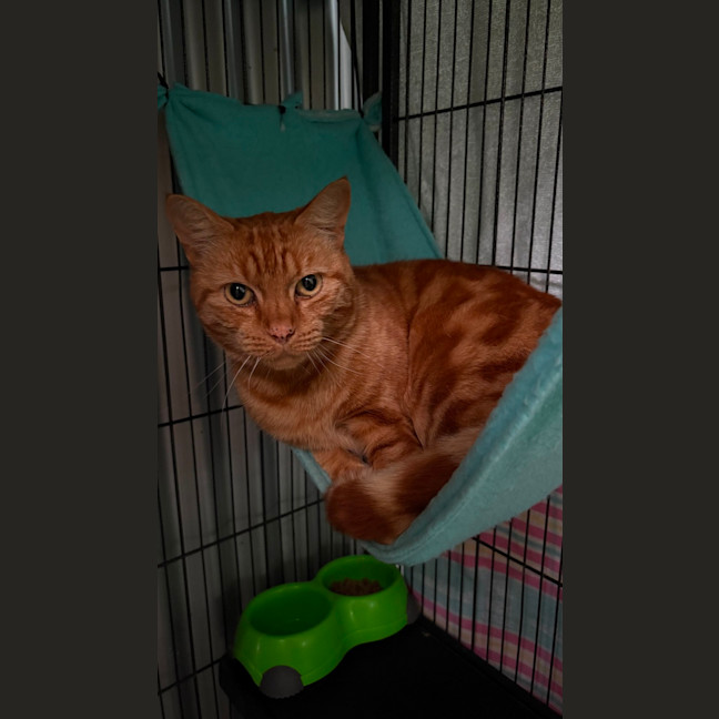 Photo of Cheeto
