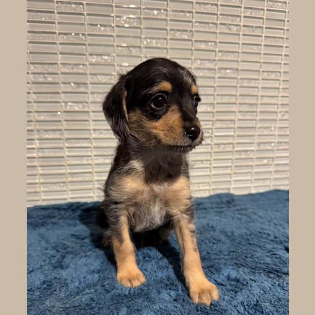 Photo of Tink
