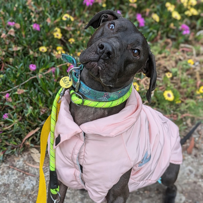 Photo of Maisey