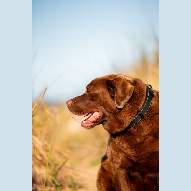 Photo of Leroy
