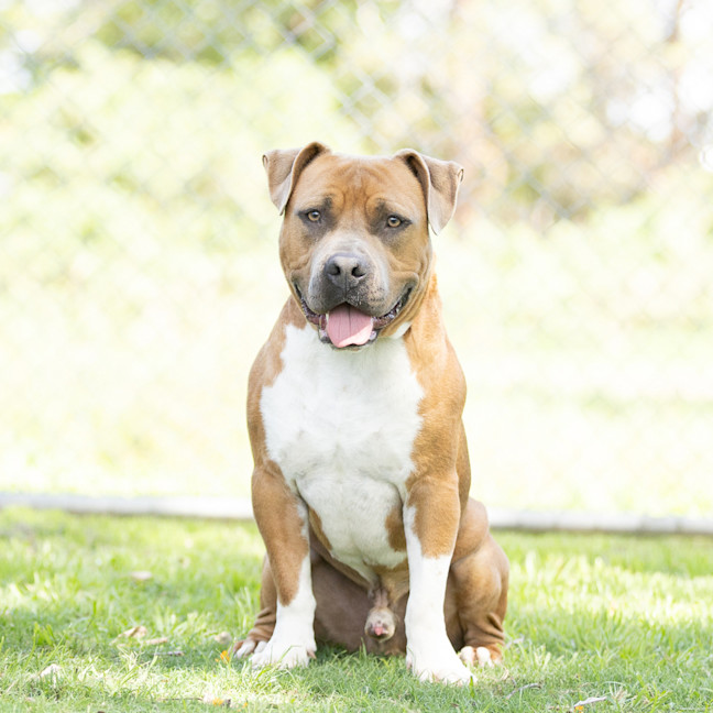 Photo of Yogi