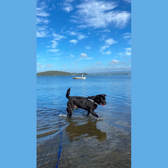 Photo of Bear   11 Year Old Labrador X