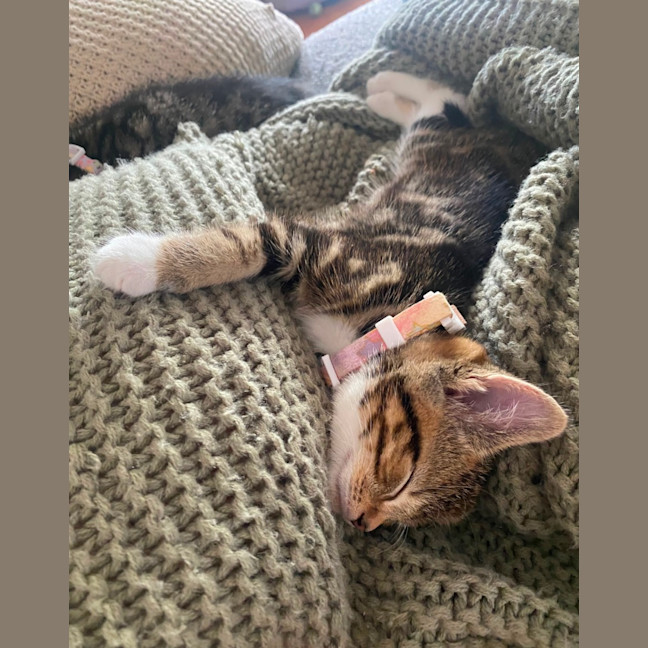 Photo of Pumpkin 