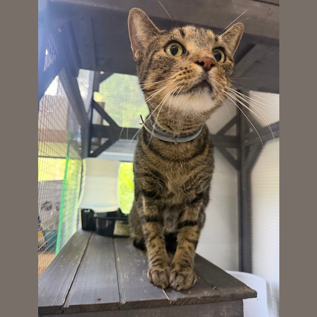 Photo of Dazzle