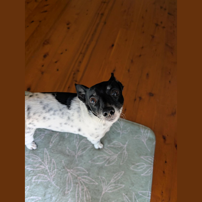 Photo of Abbie
