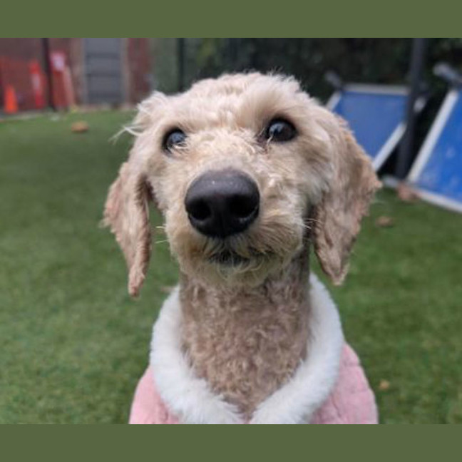 Photo of Honey