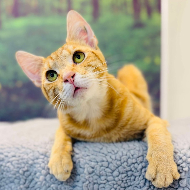 Photo of Scout   Located In Preston