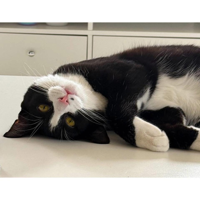 Photo of 12487   Moose