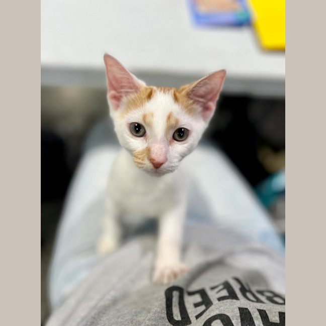 Photo of Fugitive *Meet Me At Petstock Milperra*