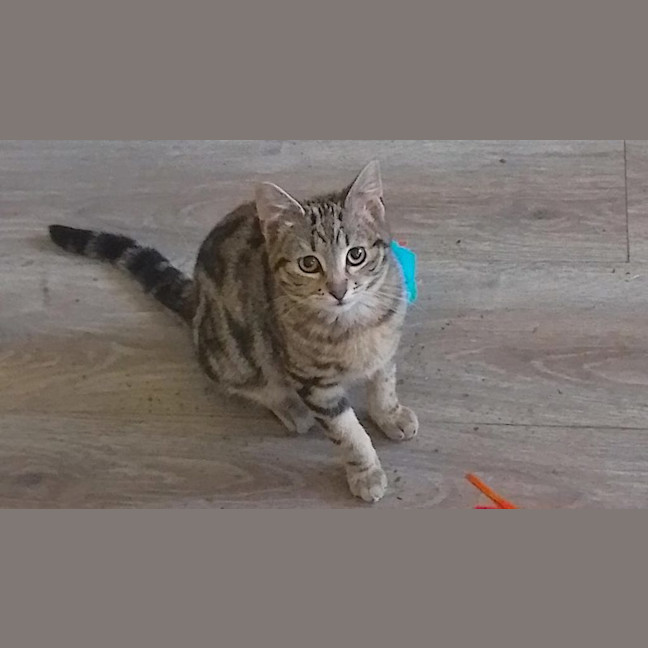 Photo of Linus