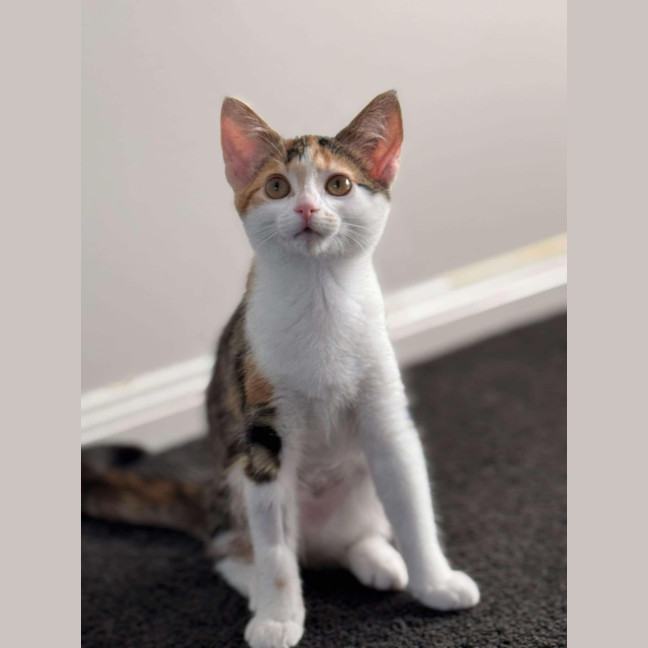 Photo of Scarlett ❤️ Meet Me At Petstock Hastings 23/3