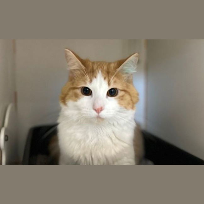 Photo of Brutus