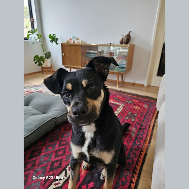 Photo of Polly