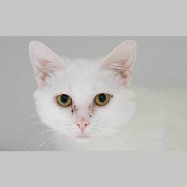 Photo of White Shadow