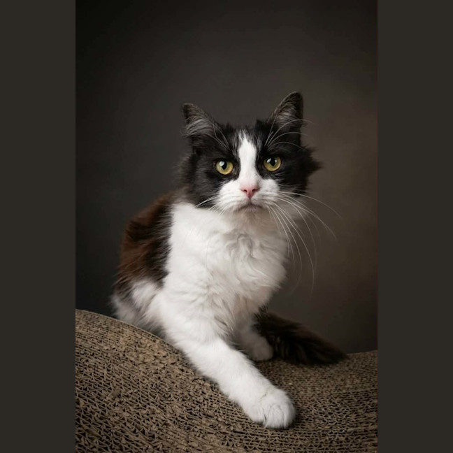 Photo of Magnum
