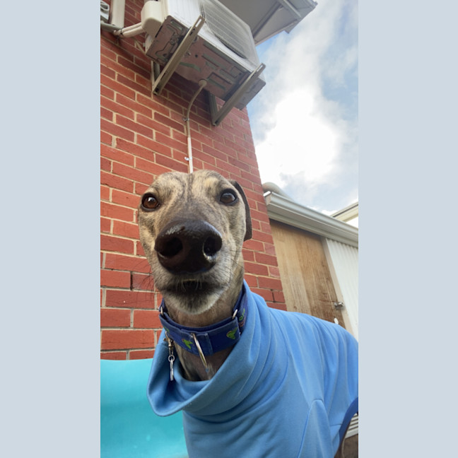 Photo of Bandit