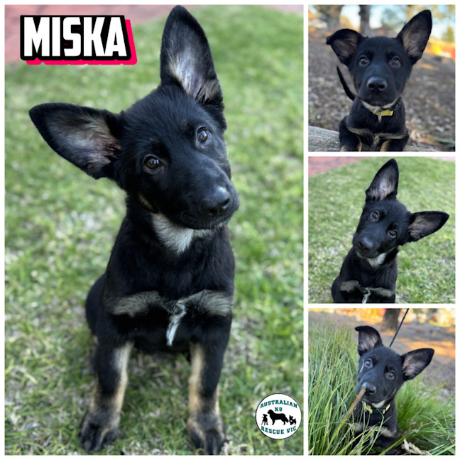 Photo of Miska