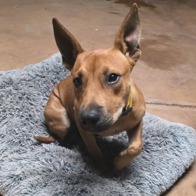 Photo of Arlo