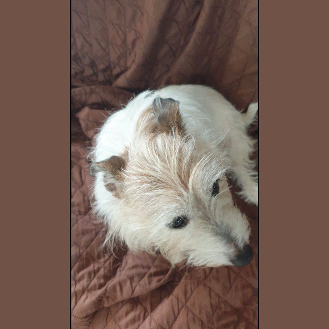 Photo of Archie