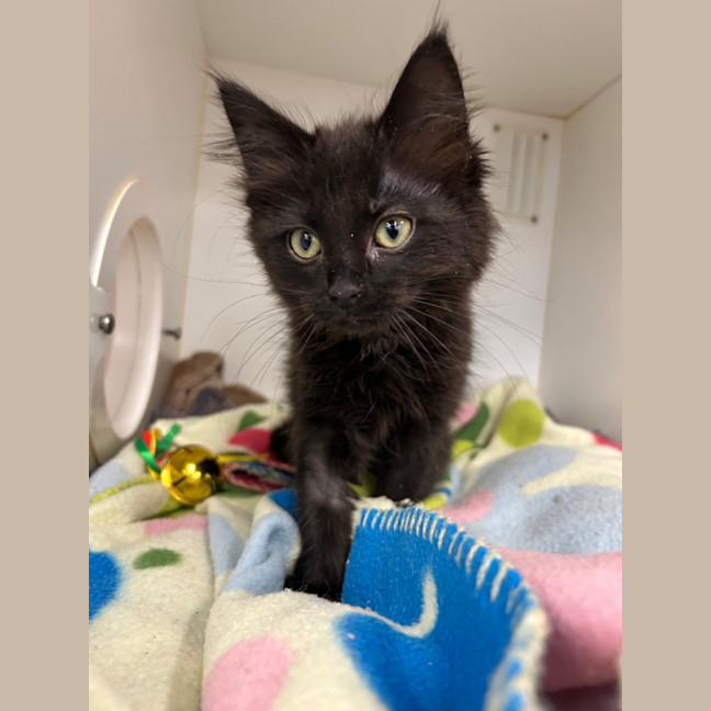 Photo of Kitten Crew